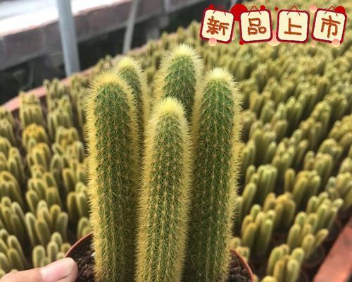 猴子绿仙人掌如何养护才能开花？需要哪些条件？