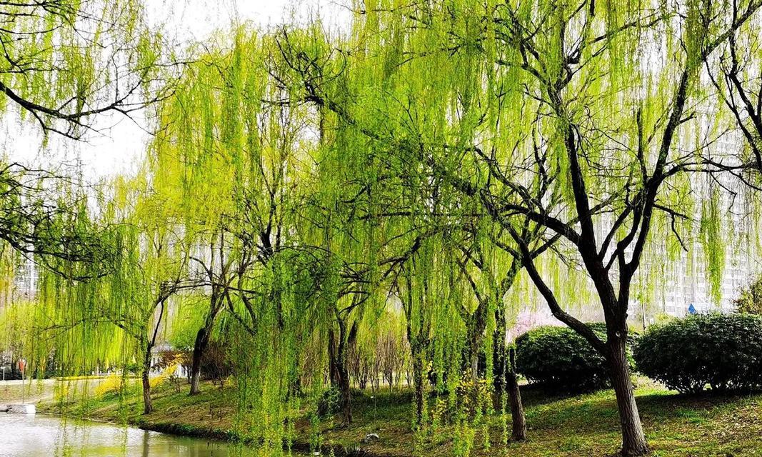 柳成花代表的花语和情感是什么？