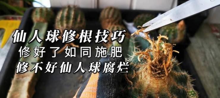 仙人球施肥的正确方法是什么？