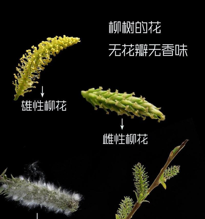 柳成花代表的花语和情感是什么？