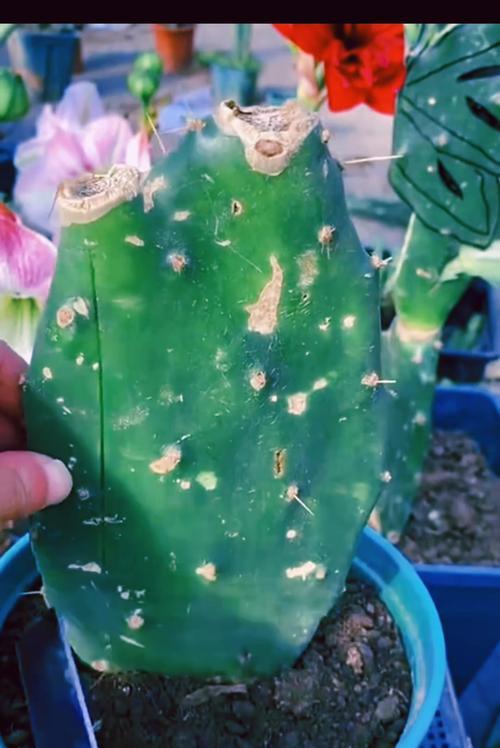 仙人球扦插种植有哪些步骤？