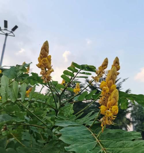 青春的象征是什么花？花语中青春代表什么？
