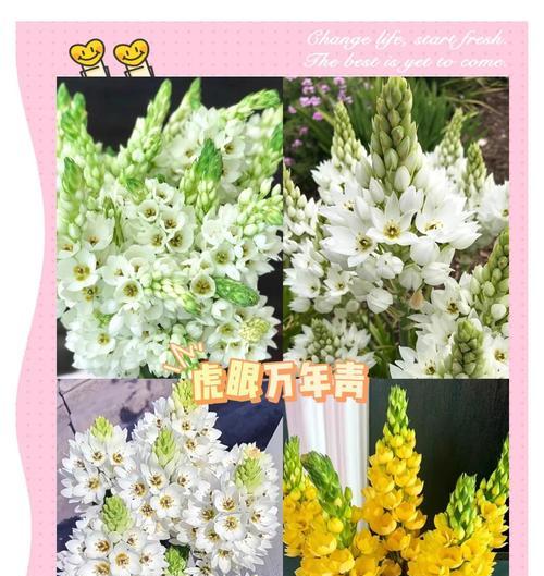 青春的象征是什么花？花语中青春代表什么？