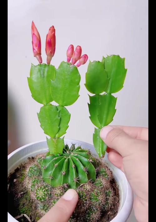 仙人球扦插种植有哪些步骤？