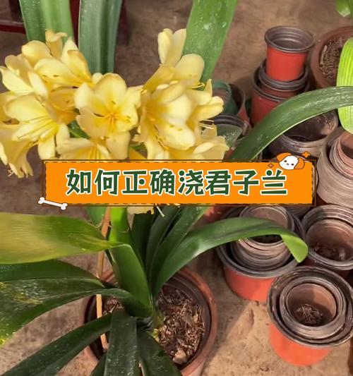 君子兰浇水喷枪使用效果如何？正确使用方法是什么？