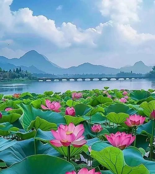 莲花的花语是什么？莲花象征着什么？