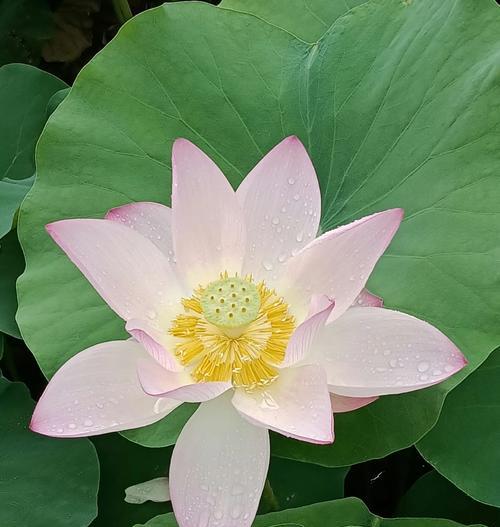 莲花的花语是什么？莲花象征着什么？