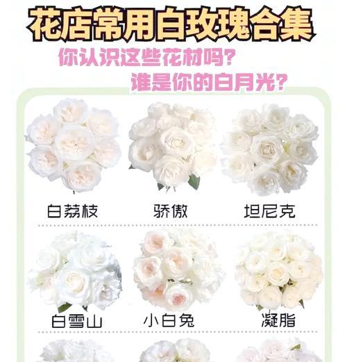 春风花草玫瑰花的养护方法是什么？