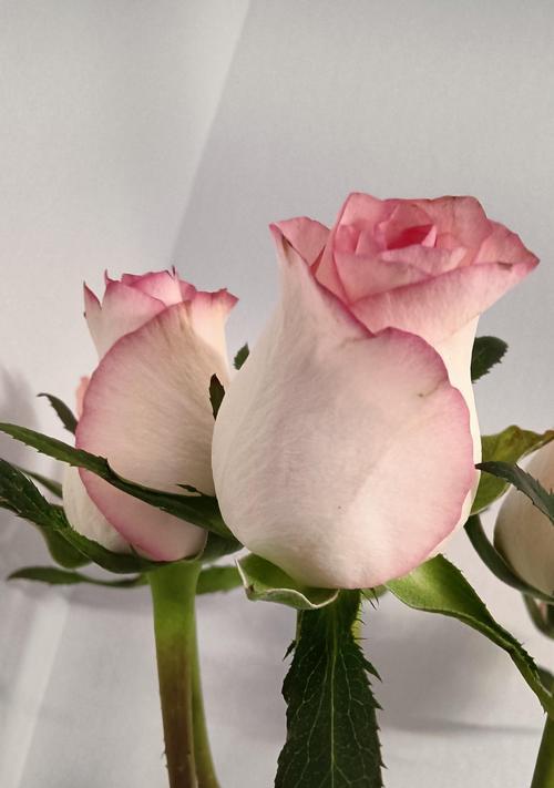 春风花草玫瑰花的养护方法是什么？