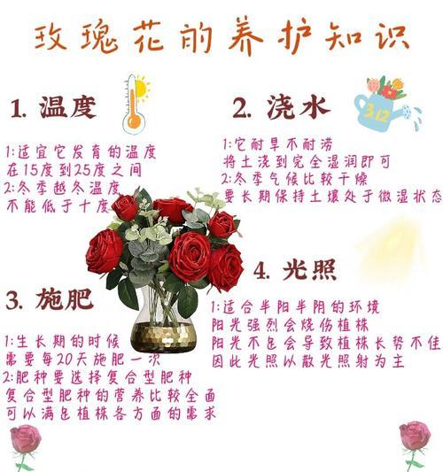 玫瑰花根不发芽的原因是什么？