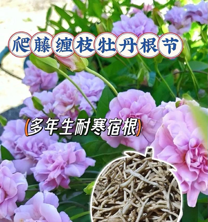 牡丹花根种植的正确步骤是什么？