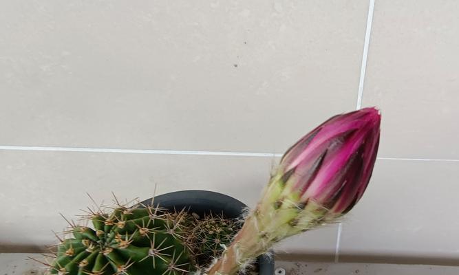 彩色仙人球不开花怎么办？花苞不开放的可能原因是什么？