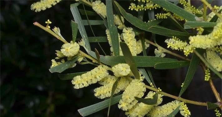 台湾相思树的花语代表什么？相思树花束的寓意是什么？