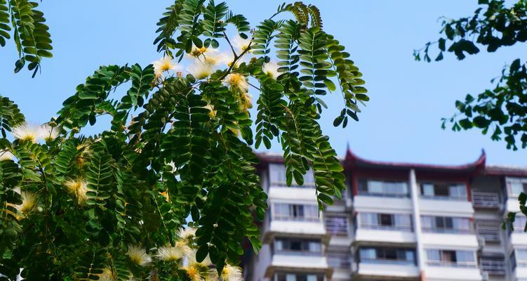 台湾相思树的花语代表什么？相思树花束的寓意是什么？
