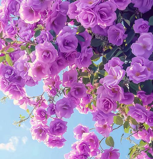粉红蔷薇代表什么情感？它的花语寓意有哪些？