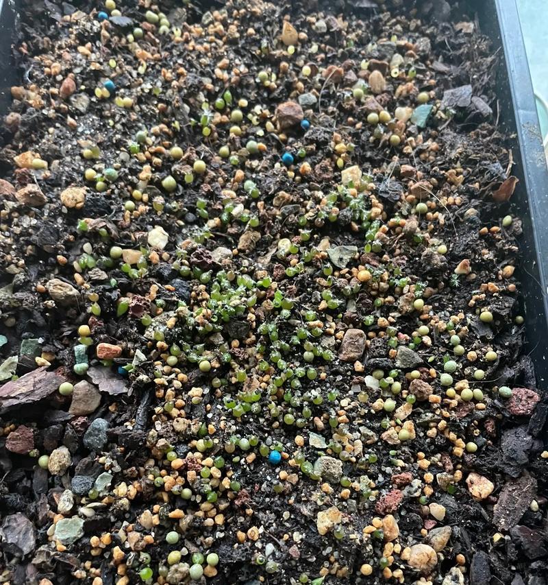 仙人掌发芽慢怎么办？有哪些快速发芽的技巧？