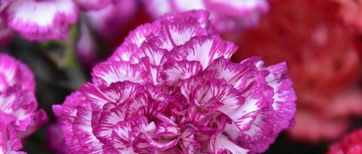 青春的花语是什么花？哪种花代表了年轻与活力？
