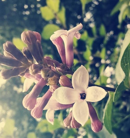 青春的花语是什么花？哪种花代表了年轻与活力？