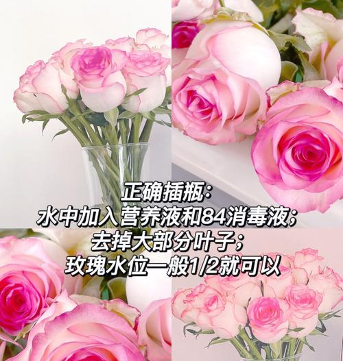 观花玫瑰花卉如何养护？有哪些技巧可以让它开得更美？