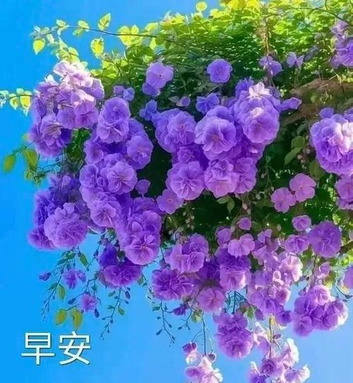 哪种花象征着包容和友谊？代表包容友谊的花语是什么？