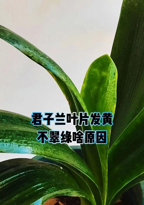 君子兰叶尖发黄如何处理？哪种杀菌剂效果好？