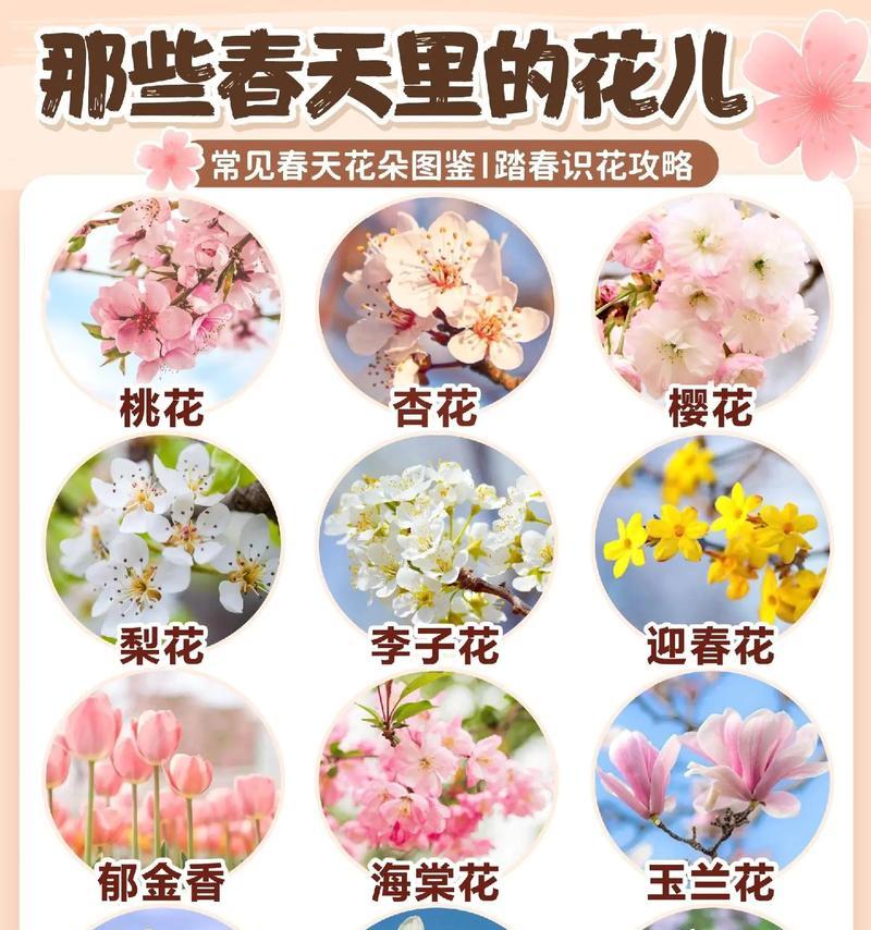 花语宝贝主题具体指什么？这个主题的含义是什么？