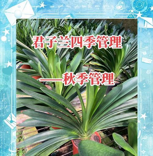 君子兰元帅盆栽的养护技巧有哪些？