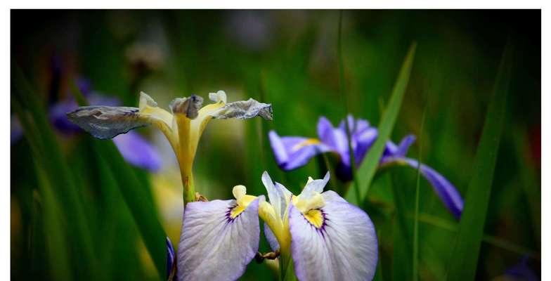 期待日出期待你的花语是什么？这种花象征着什么？