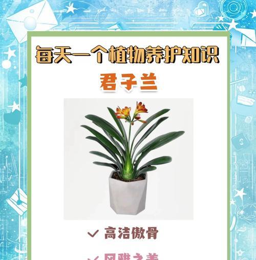 君子兰百合花束怎么养护和管理？如何保持花束新鲜？