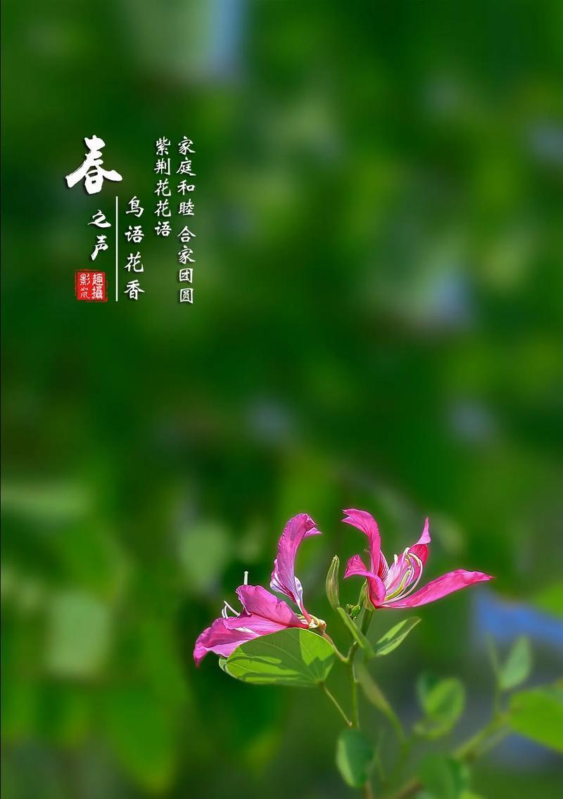 送孩子哪种花的花语最合适？花语对孩子有何影响？