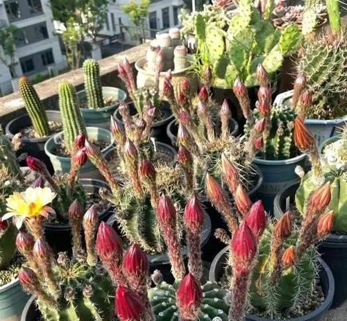 仙人球24小时开花的品种是什么？
