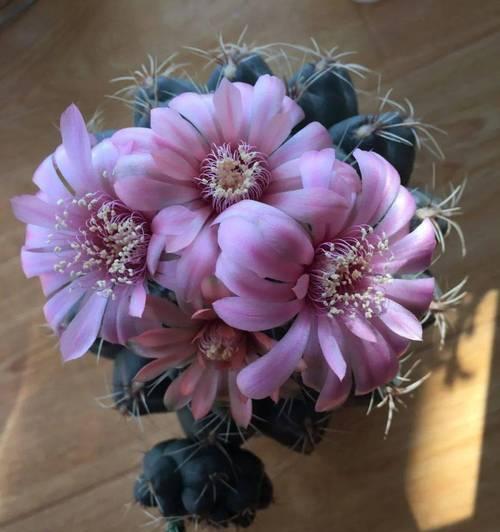 仙人球24小时开花的品种是什么？