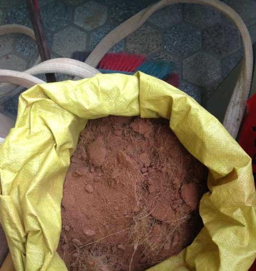 椰糠土种植君子兰种子的方法是什么？有哪些注意事项？