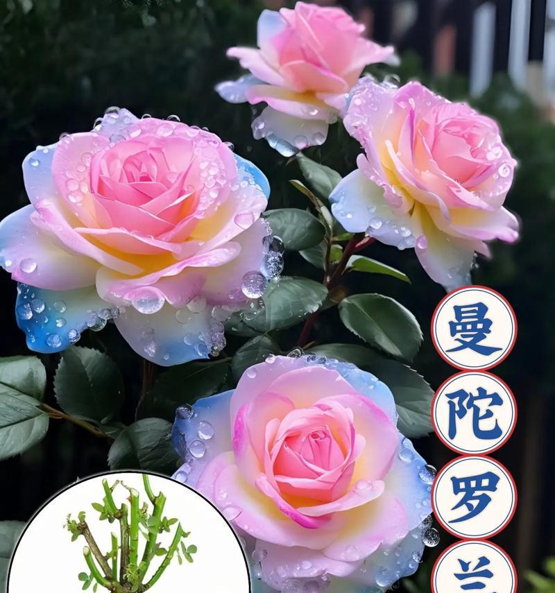 塞西亚花的花语有何独特之处？
