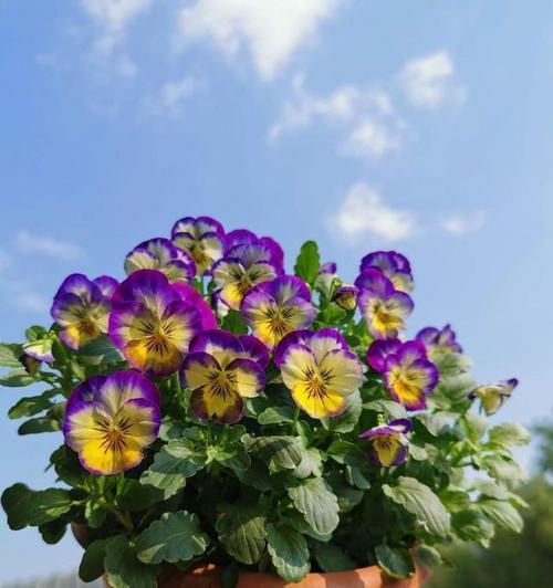 白珊瑚仙人掌如何才能开花？养护技巧有哪些？