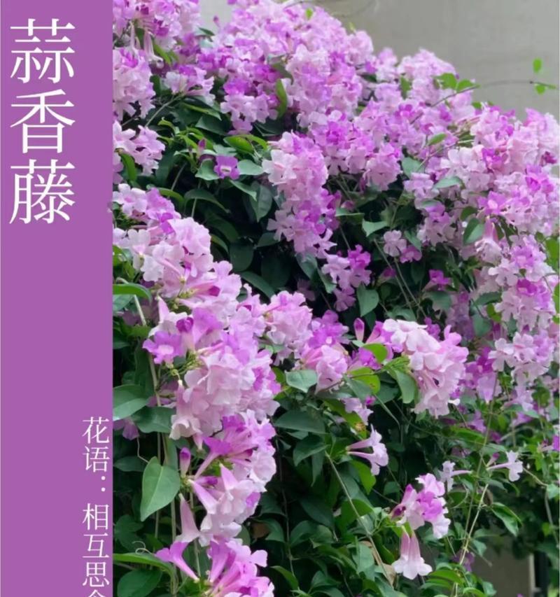 小蒜苗的花语具体是什么？