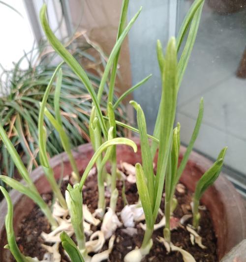 小蒜苗的花语具体是什么？