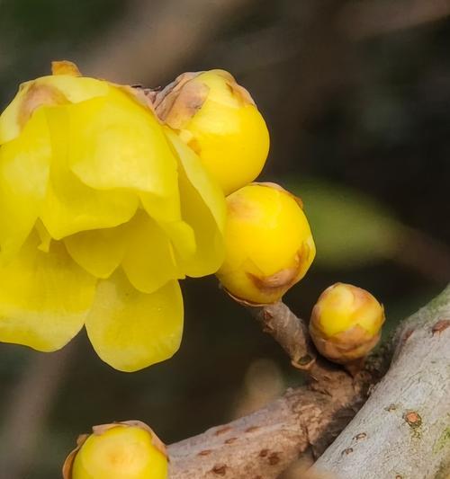 今生无悔的花语属于哪种花？