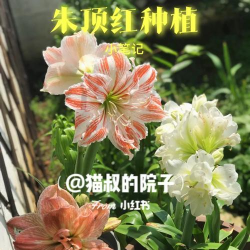 五脂仙人掌换盆种植的步骤和注意事项是什么？
