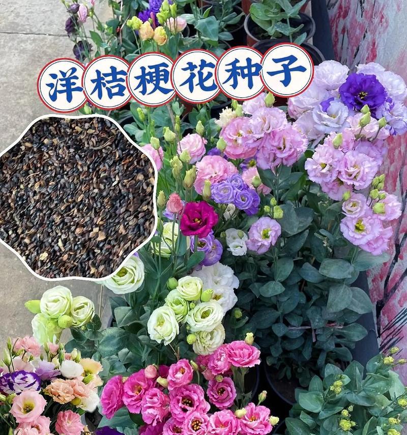 花觅花语具体是什么含义？