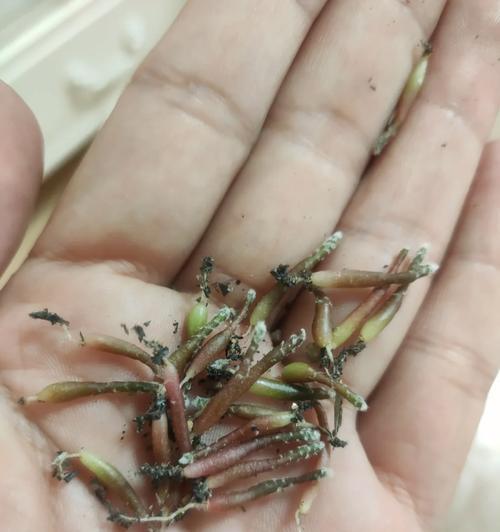 秀浦嫁接仙人球取木心的方法是什么？