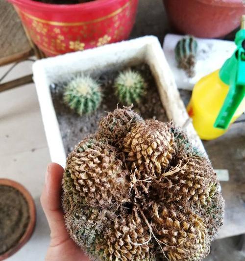 秀浦嫁接仙人球取木心的方法是什么？