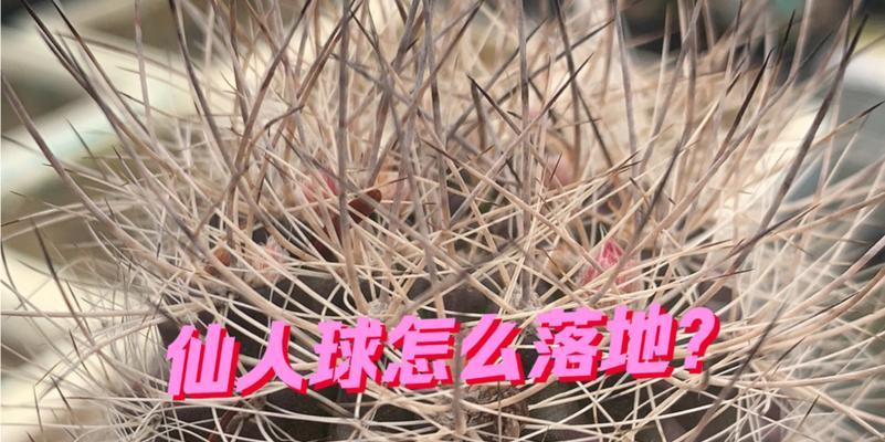 秀浦嫁接仙人球取木心的方法是什么？