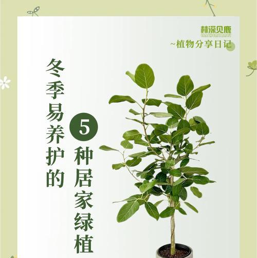 红帝龙仙人掌的正确养护和浇水方法？