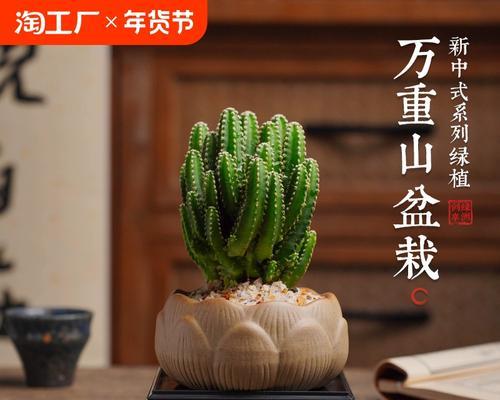 红帝龙仙人掌的正确养护和浇水方法？