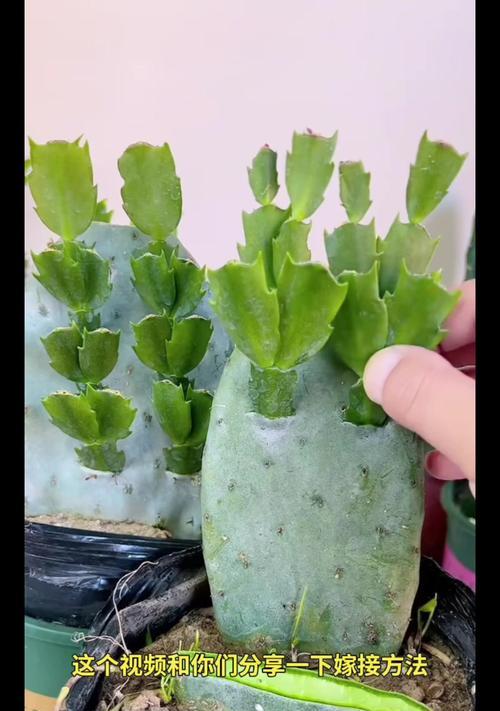 红帝龙仙人掌的正确养护和浇水方法？