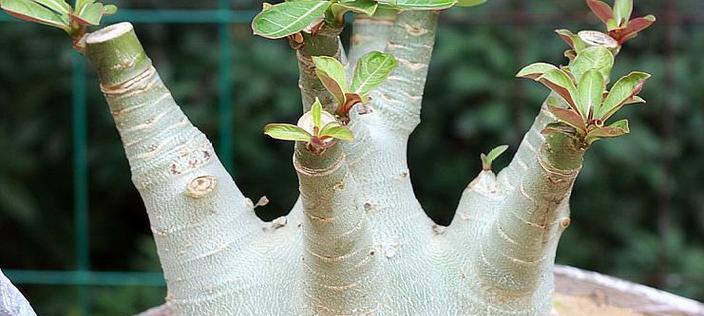 捏玫瑰花根茎的正确方法是什么？这样做有什么好处？
