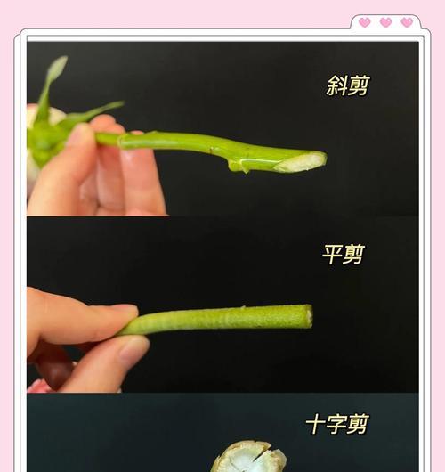 捏玫瑰花根茎的正确方法是什么？这样做有什么好处？