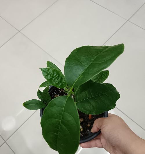 仙人掌需要什么水来养？如何确保水分充足？