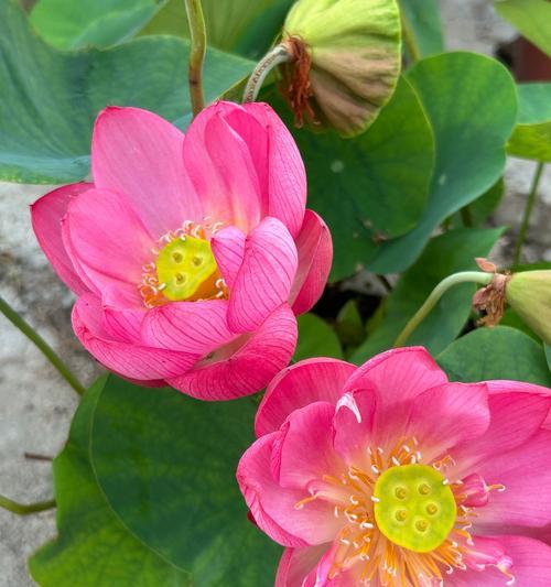 粉荷花的花语有何特别之处？粉荷花代表了什么？
